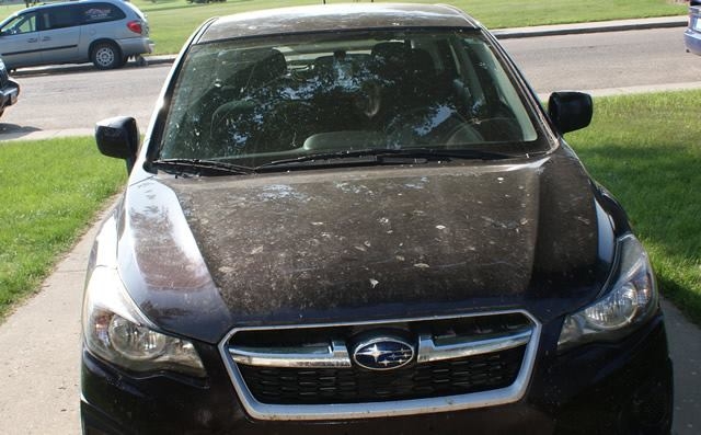 Tar and Tree sap before